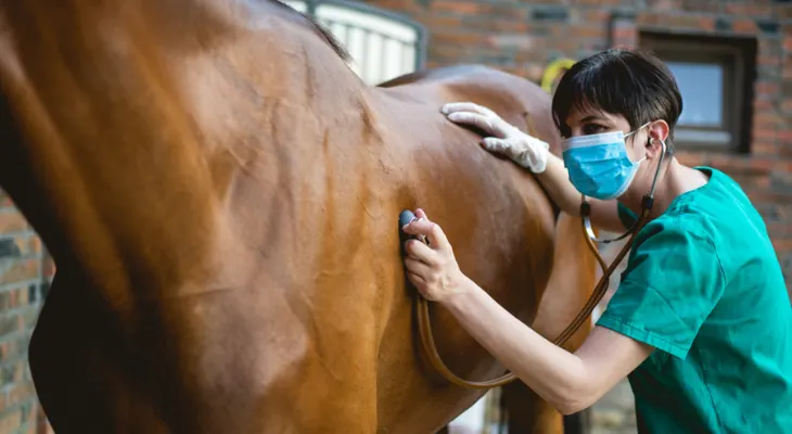 The Importance of Pre-purchase Exams