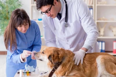 Before and After a Visit to the Vet