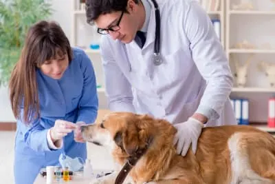 Before and After a Visit to the Vet