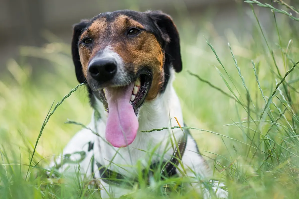 Common Dental Issues in Dogs