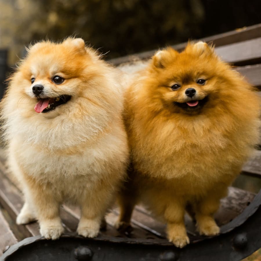 Trooper Veterinary Hospital