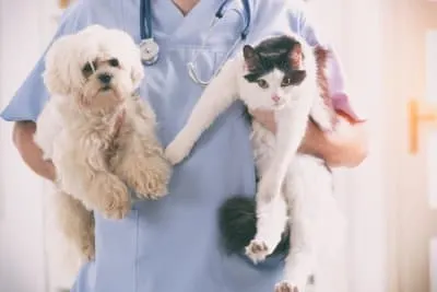 6 Benefits of Pet Wellness Plans