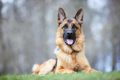 Osteoarthritis in Dogs - Symptoms & Treatments