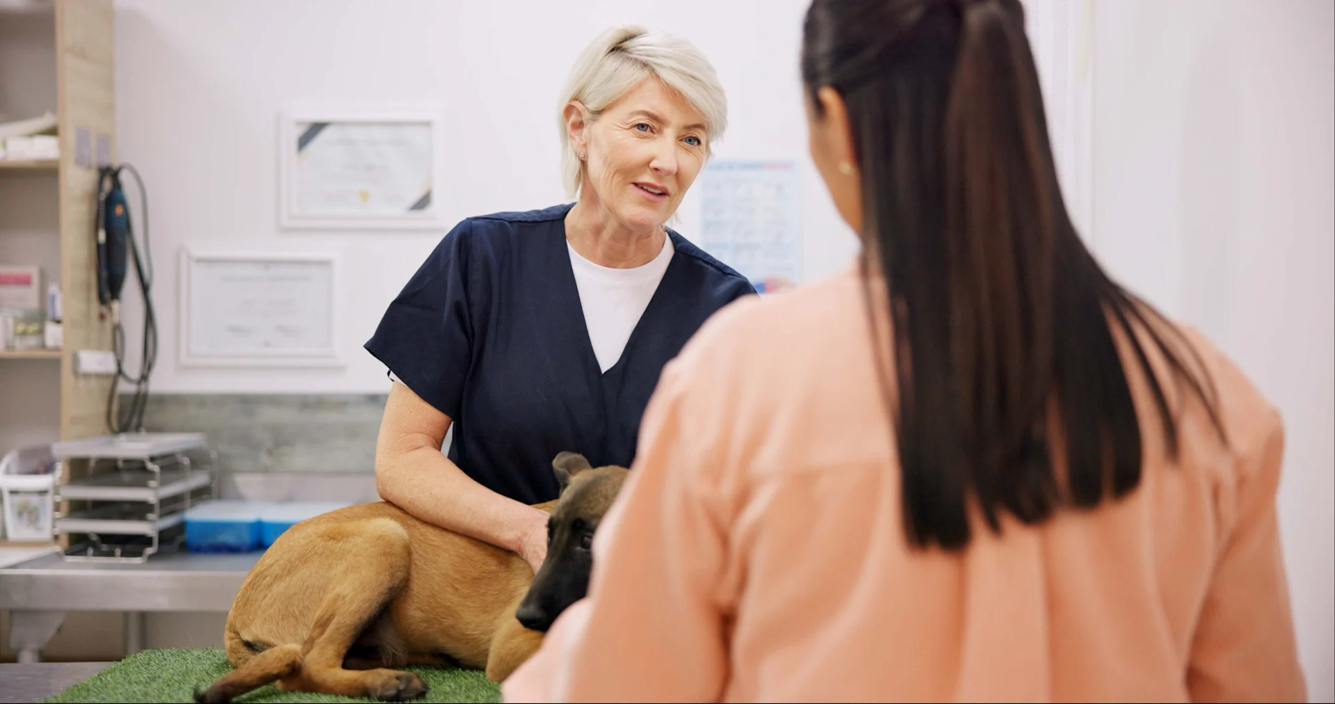 Mature, doctor and dog with owner in clinic checkup.