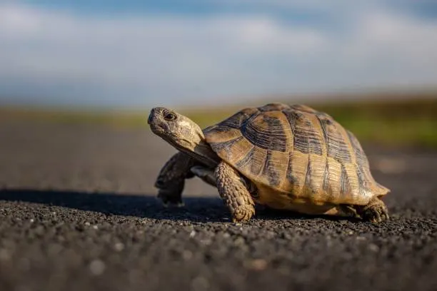 A land-dwelling Tortoise making its way across a paved surface, showing off its high-domed shell and sturdy, elephant-like legs.