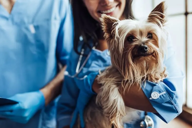 A smiling veterinary professional holding an adult Yorkshire Terrier, with another clinic staff member in blue scrubs standing nearby. A smiling veterinary professional holding an adult Yorkshire Terrier, with another clinic staff member in blue scrubs standing nearby.