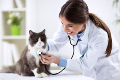 Veterinary professional in a white coat smiling while using a stethoscope to perform a cardiac auscultation on a fluffy grey and white cat.