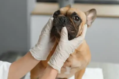 What does ringworm look like on a dog?