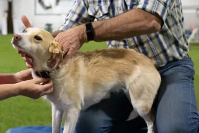 Ensuring the Safety of Chiropractic Care for Small Dog Breeds