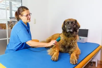 Benefits of Cold Laser Therapy For Dogs