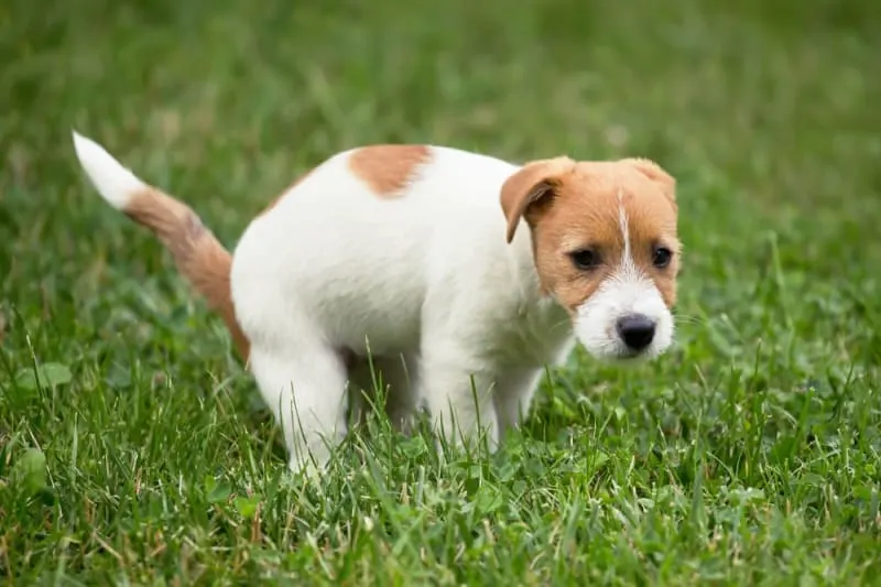 What should I do if there's blood in my dog's stool? What should I do if there's blood in my dog's stool?