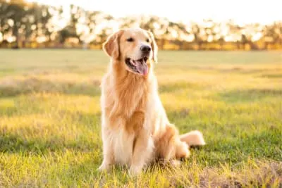 About Anaplasmosis in Dogs About Anaplasmosis in Dogs