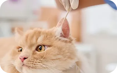 Coordinate Your Pet's Care Coordinate Your Pet's Care