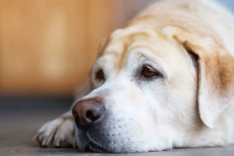 Osteoarthritis in Dogs: Causes, Symptoms & Treatment