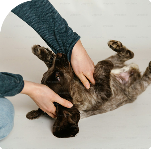 Petvet - Dog Getting Belly Rubs