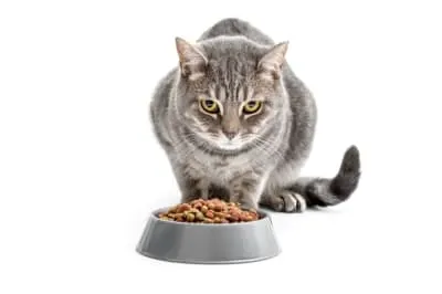 Why is my cat not eating?