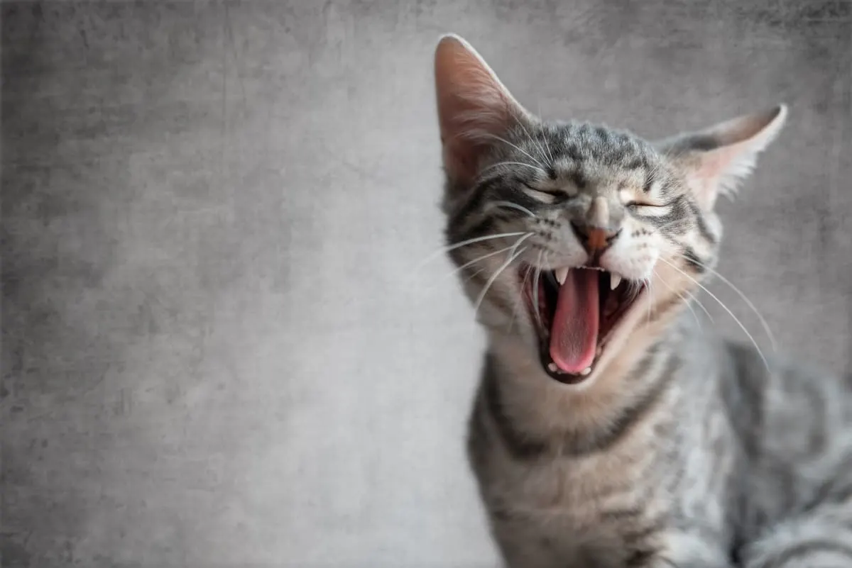 Fractured Teeth in Cats Fractured Teeth in Cats