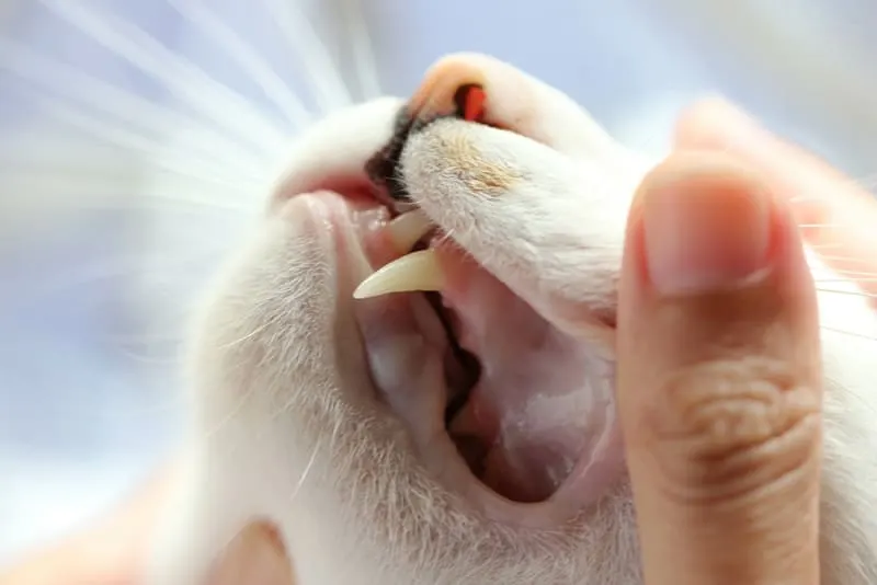 Common Dental Problems Seen in Cats