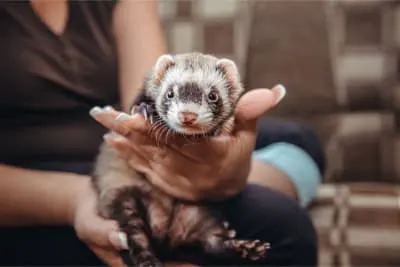 Sable-coated domestic ferret being held in a supportive palm restraint for a physical examination. Sable-coated domestic ferret being held in a supportive palm restraint for a physical examination.