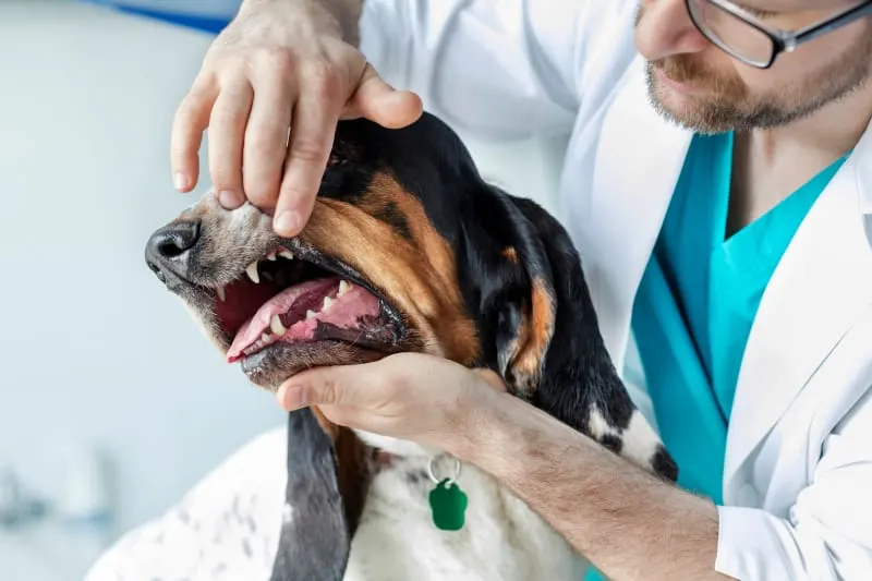 Common Dental Problems in Dogs