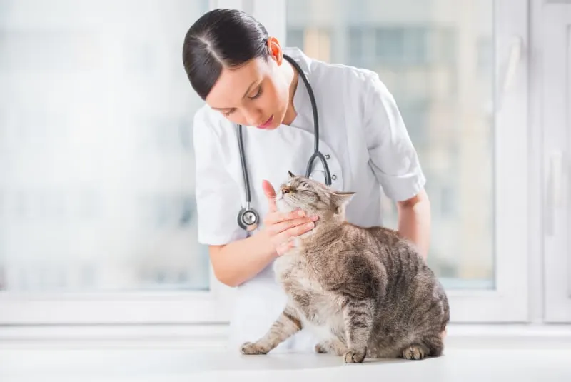 How Often Do You Take a Cat to the Vet?