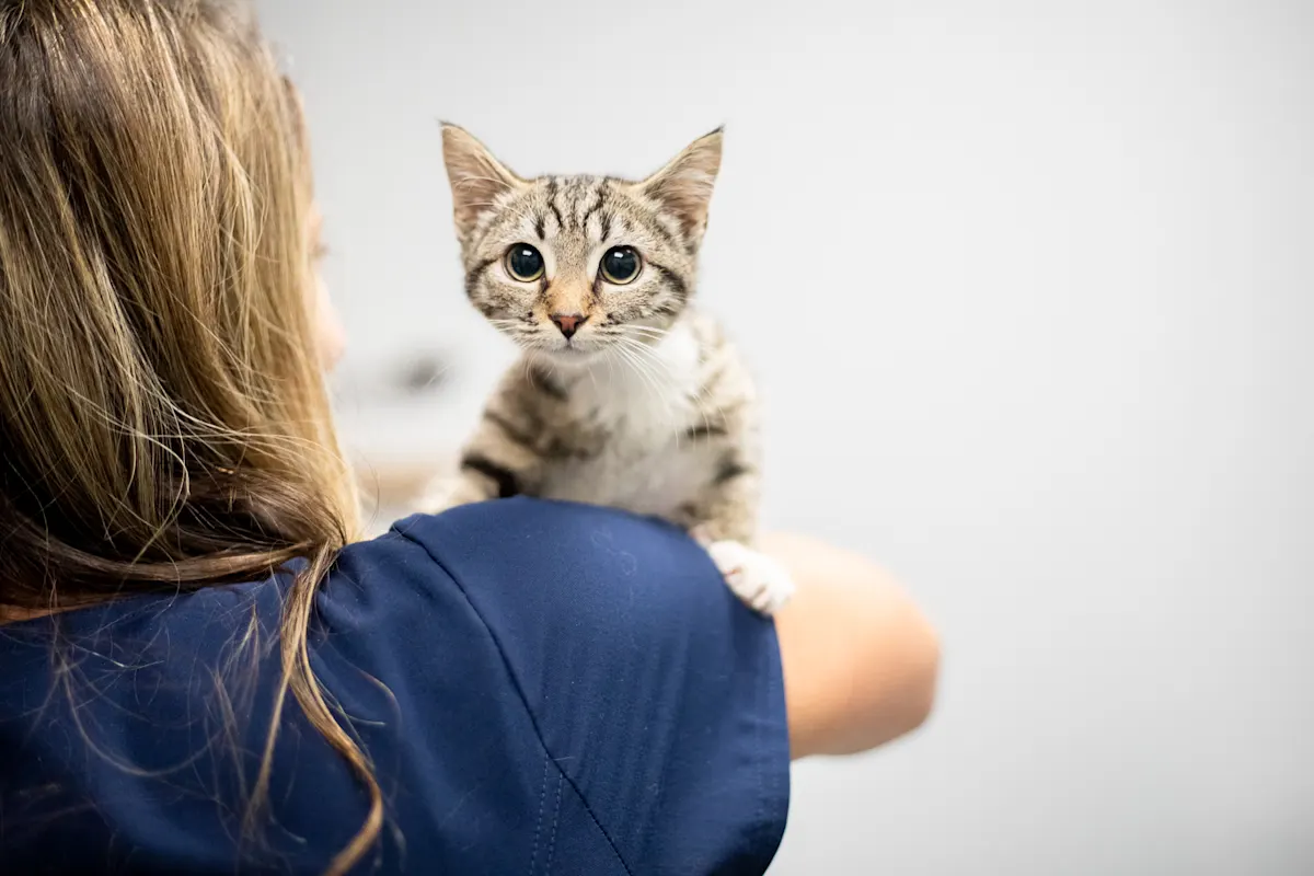 A small tabby kitten with large, dark eyes perched curiously on the shoulder of a person wearing blue scrubs.