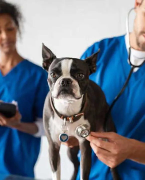 Veterinary team in blue scrubs performing a clinical examination on a Boston Terrier using a stethoscope to monitor its heart rate.