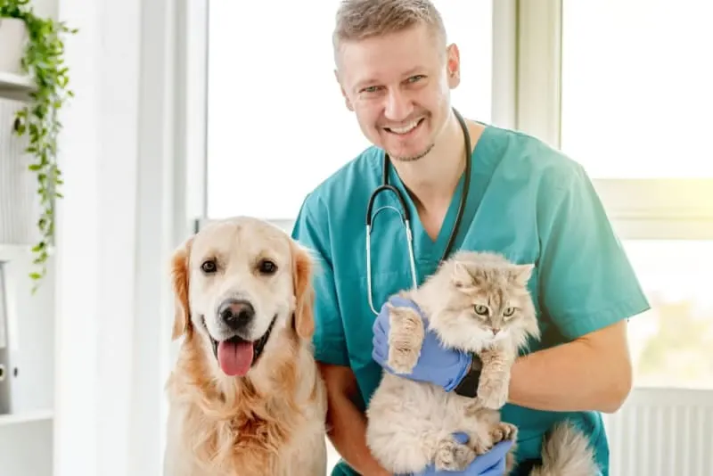Finding the Right Vet for Your Cat or Dog
