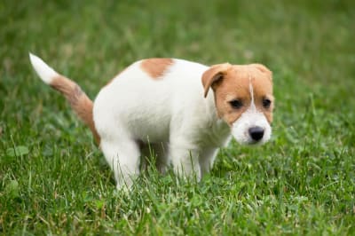 Is bloody diarrhea in dogs an emergency?