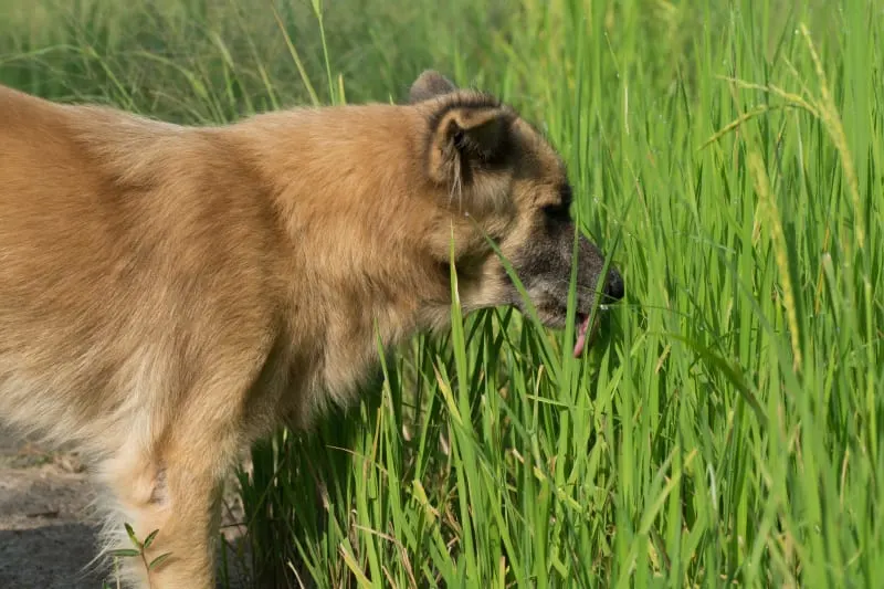 Dogs Eating Grass: Why Do They Do It And Is It Safe?