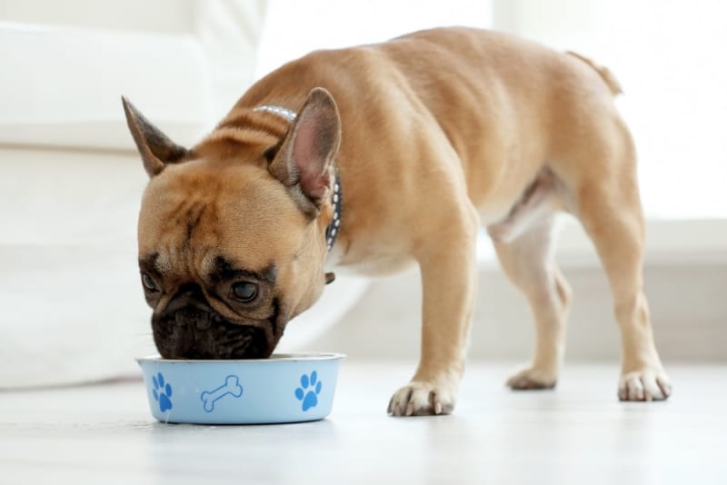 Nutrition & Diet for Dogs: How it Affects Skin Health
