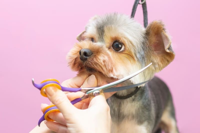Puppy Grooming: When & How to Do It