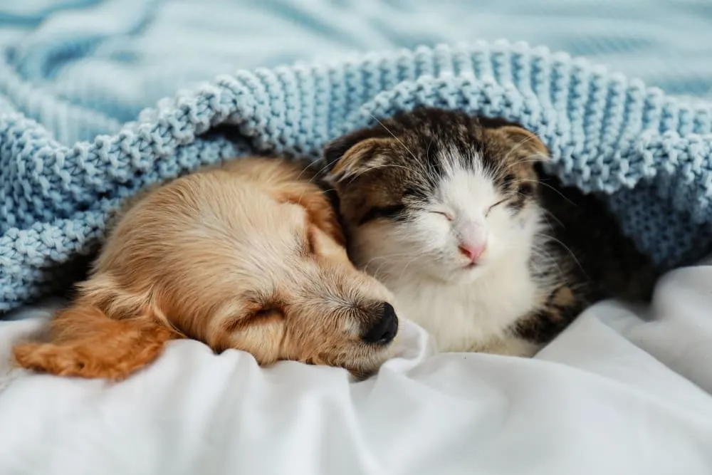 Puppy & Kitten: Are They a Good Match? Puppy & Kitten: Are They a Good Match?