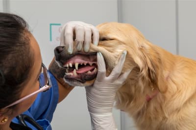 Signs Your Dog Needs Dental Cleaning