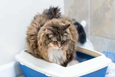 Why does my cat have diarrhea?