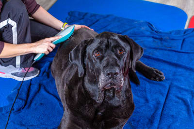 Unravelling The Mystery of Pet Laser Therapy