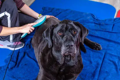 Unravelling The Mystery of Pet Laser Therapy