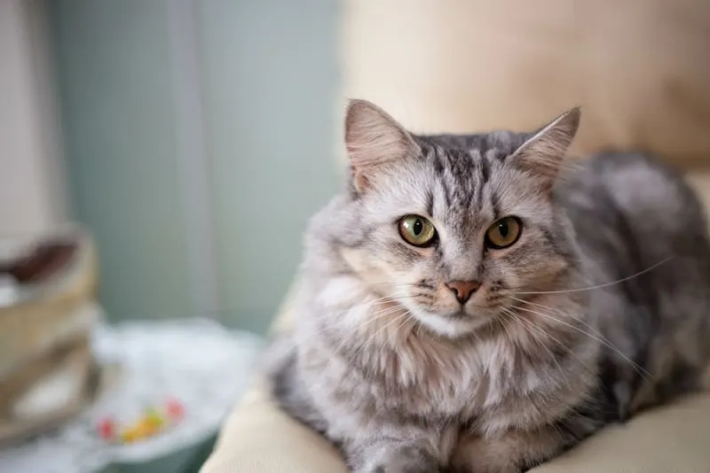 Do cats get sad or depressed?