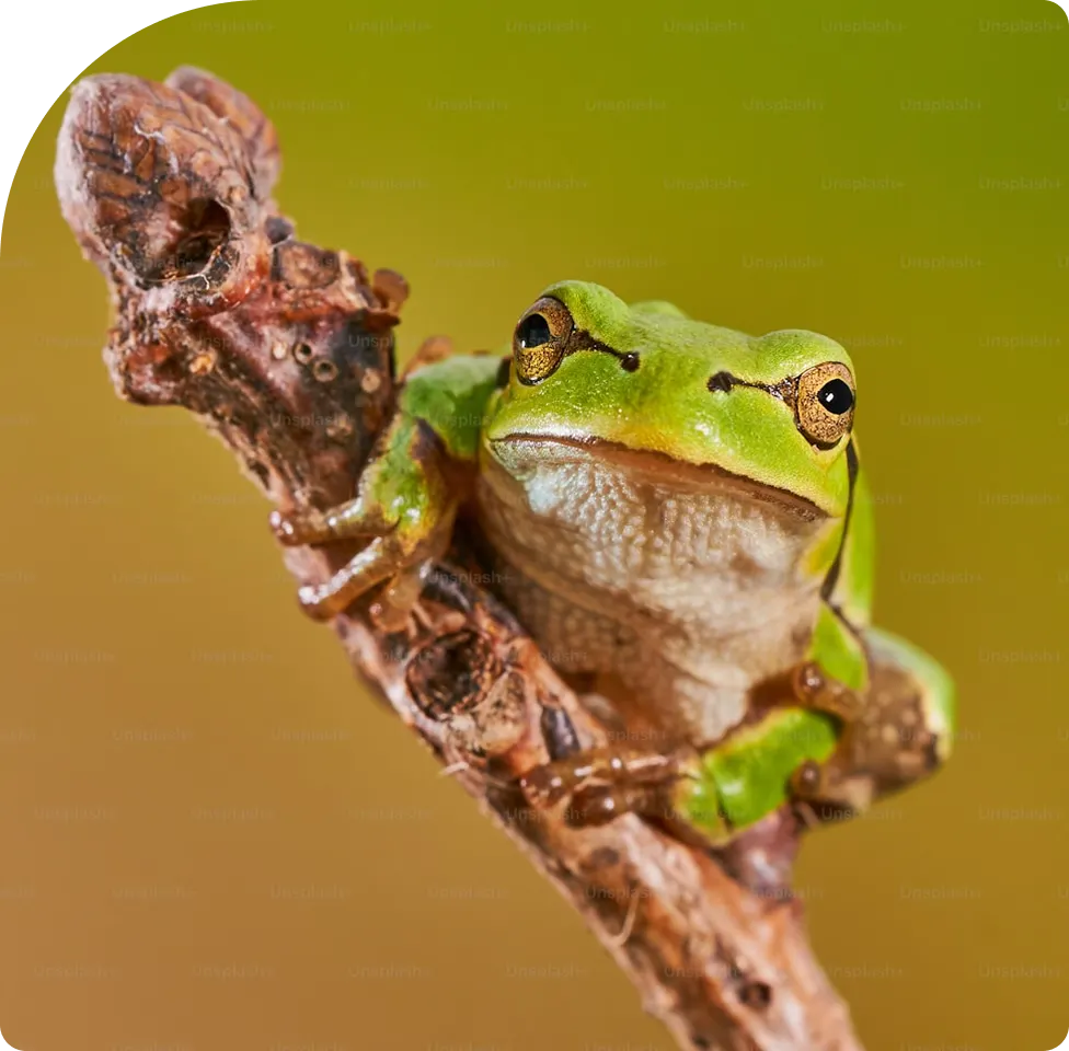 A vibrant green tree frog perched alertly on a textured brown branch.