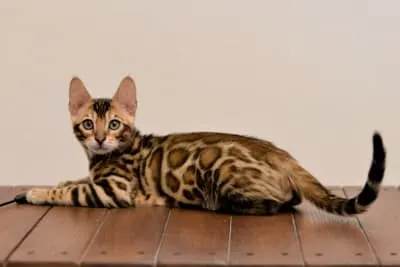 Cat Vaccination Schedule