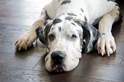 What should I do if my dog has a fever?