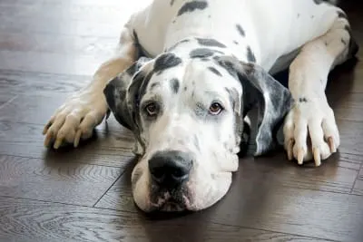 What should I do if my dog has a fever?