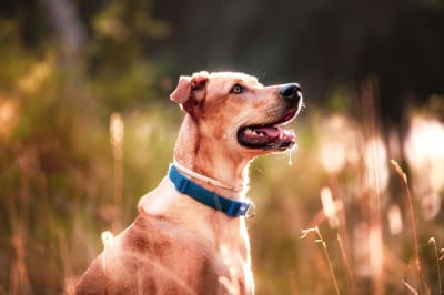 Why is my dog drooling?