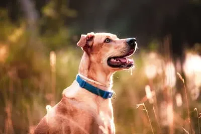 Why is my dog drooling?