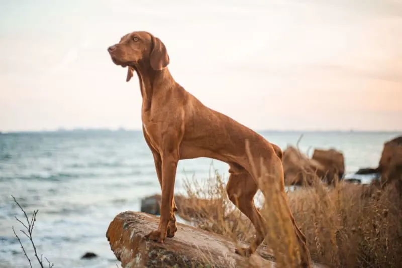 Should I Get My Dog Vaccinated; Why Do It & When to Do It