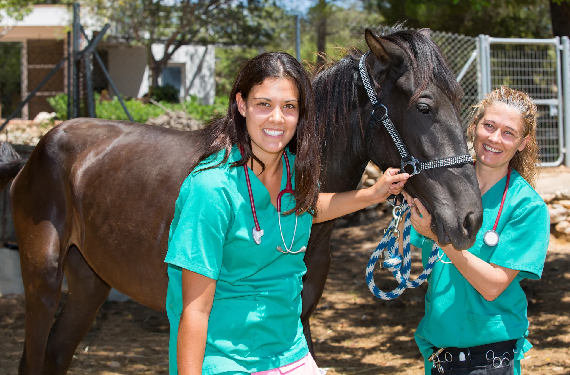 doctors standing with horses