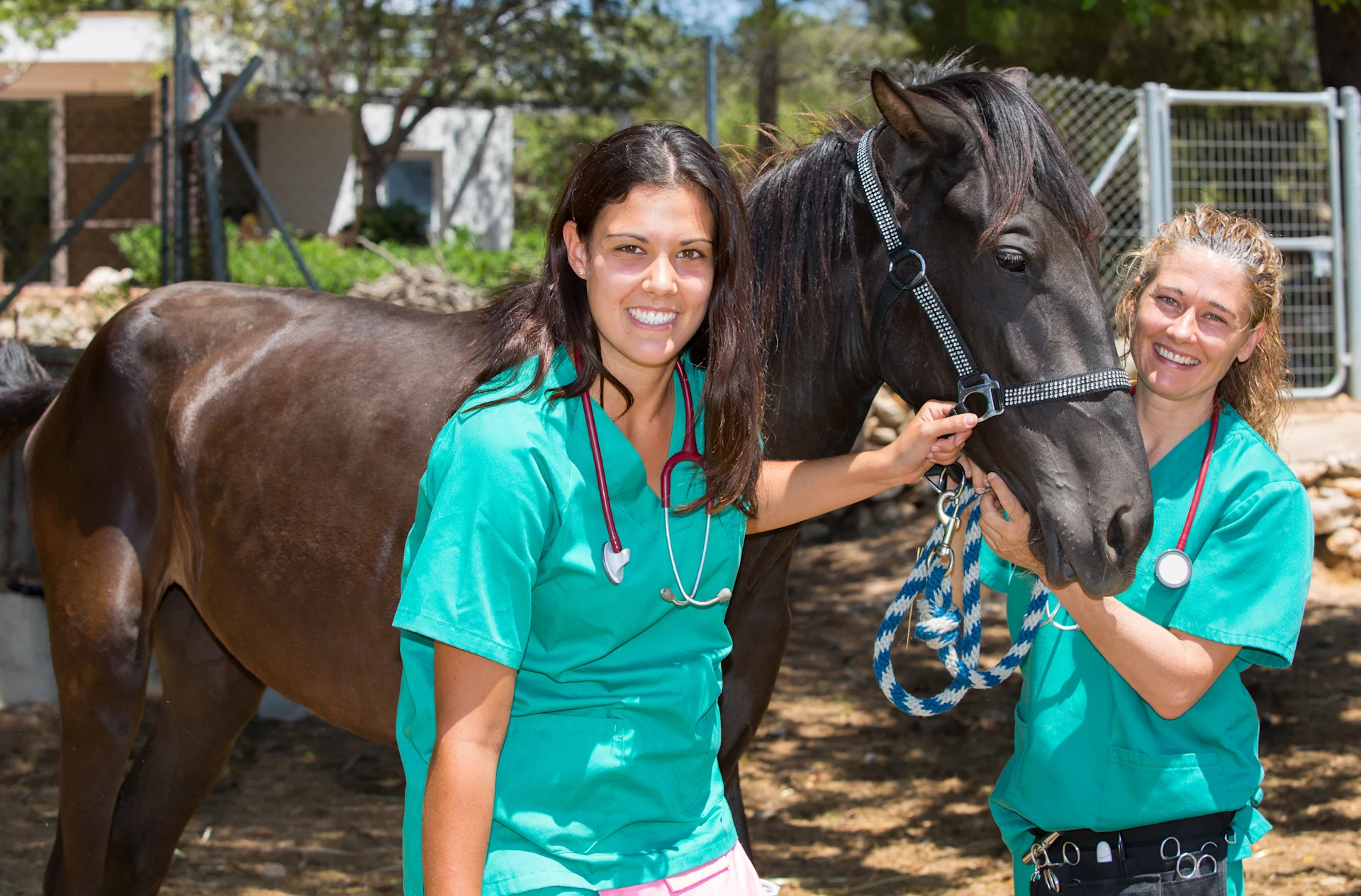 doctors standing with horses