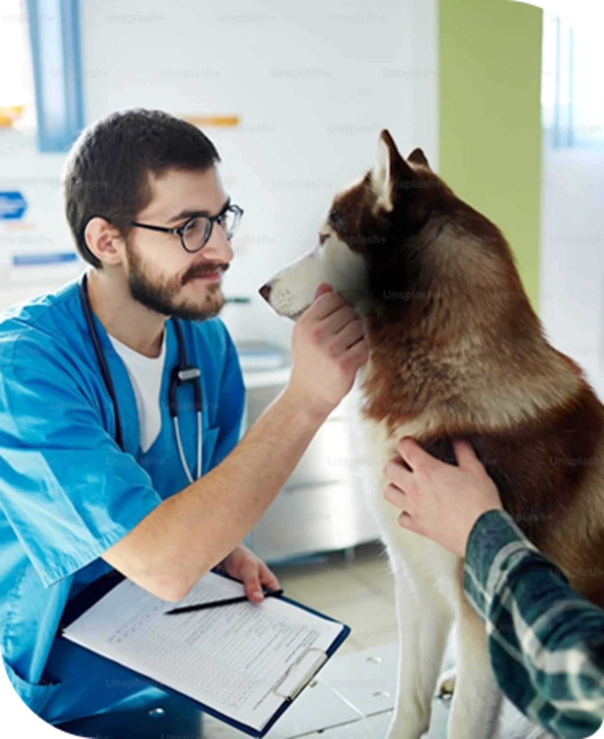 Veterinarian giving a healthy husky dog a checkup in the clinic.