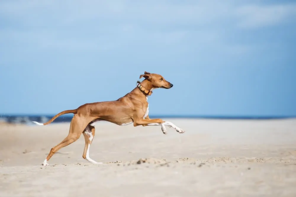 Joint Pain in Dogs - Signs, Causes & Treatment