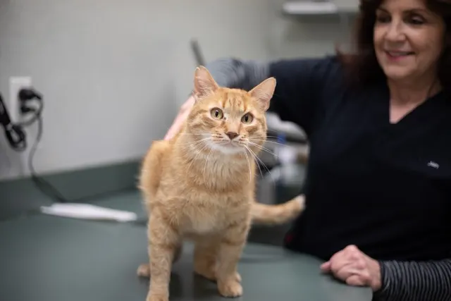 An orange tabby cat standing on a grey veterinary exam table while a veterinary professional in dark scrubs provides gentle support from behind.